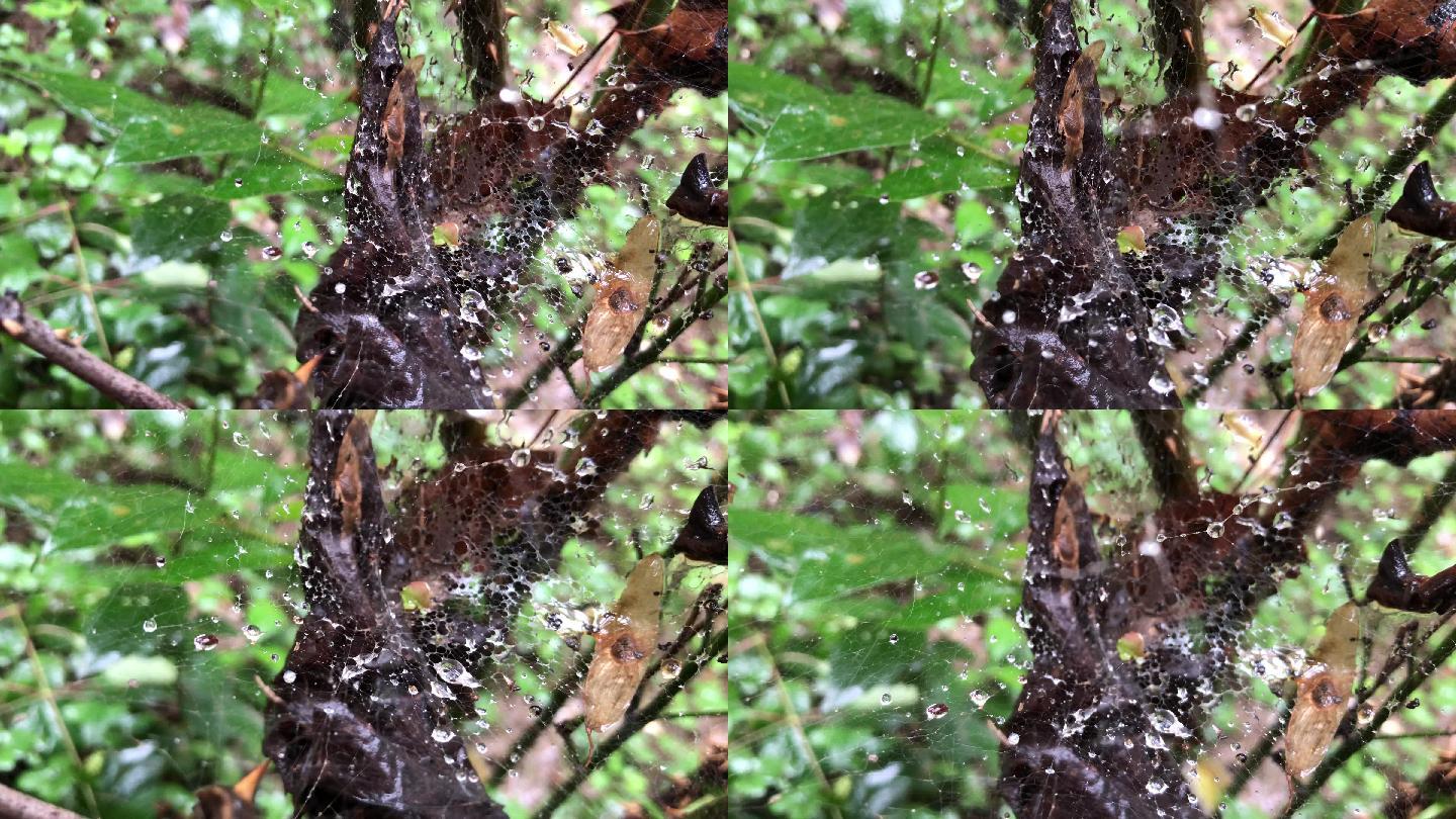 雨天蜘蛛网水滴