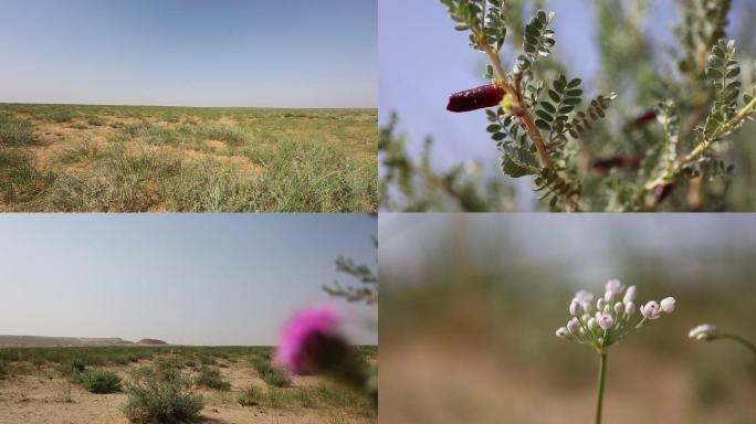 内蒙古西部草原野花植被柠条防风固沙