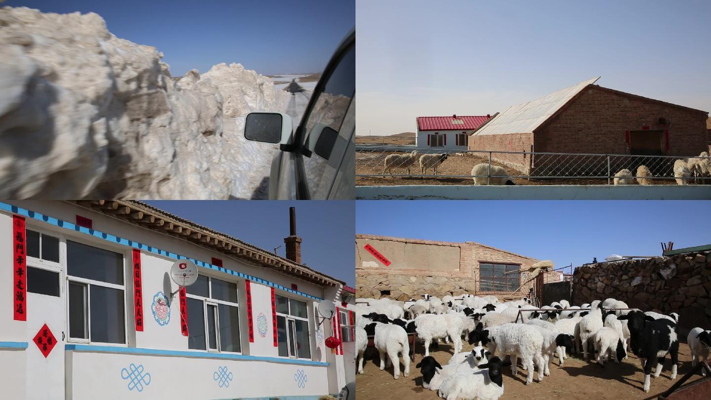 内蒙古牧区冬季外景羊圈羊羔