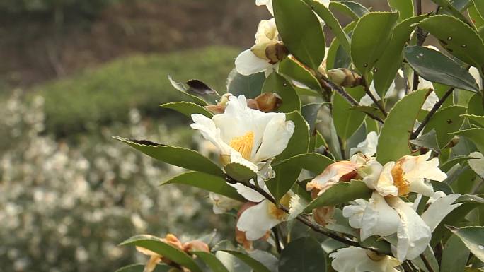 香油茶采穗圃花果