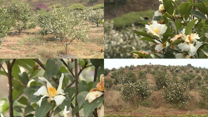 香油茶采穗圃花果