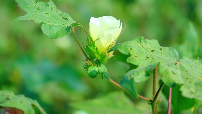 棉花花棉花地