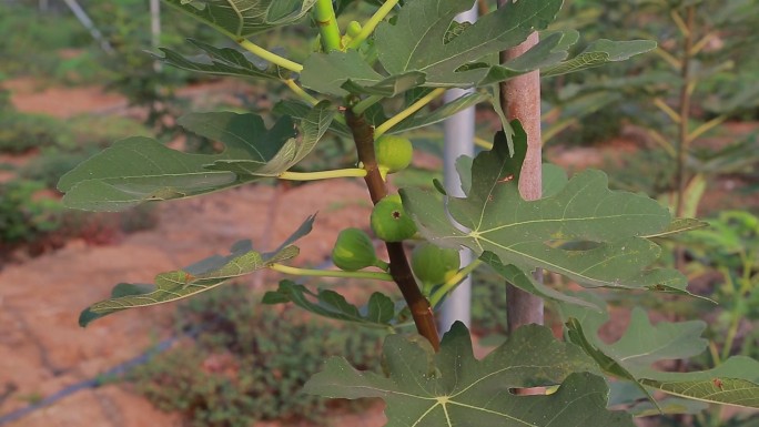 无花果汤料棚架种植基地现代农业新农业乡村