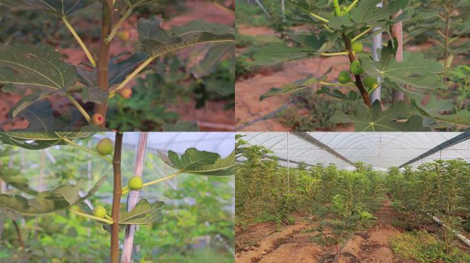 无花果汤料棚架种植基地现代农业新农业乡村