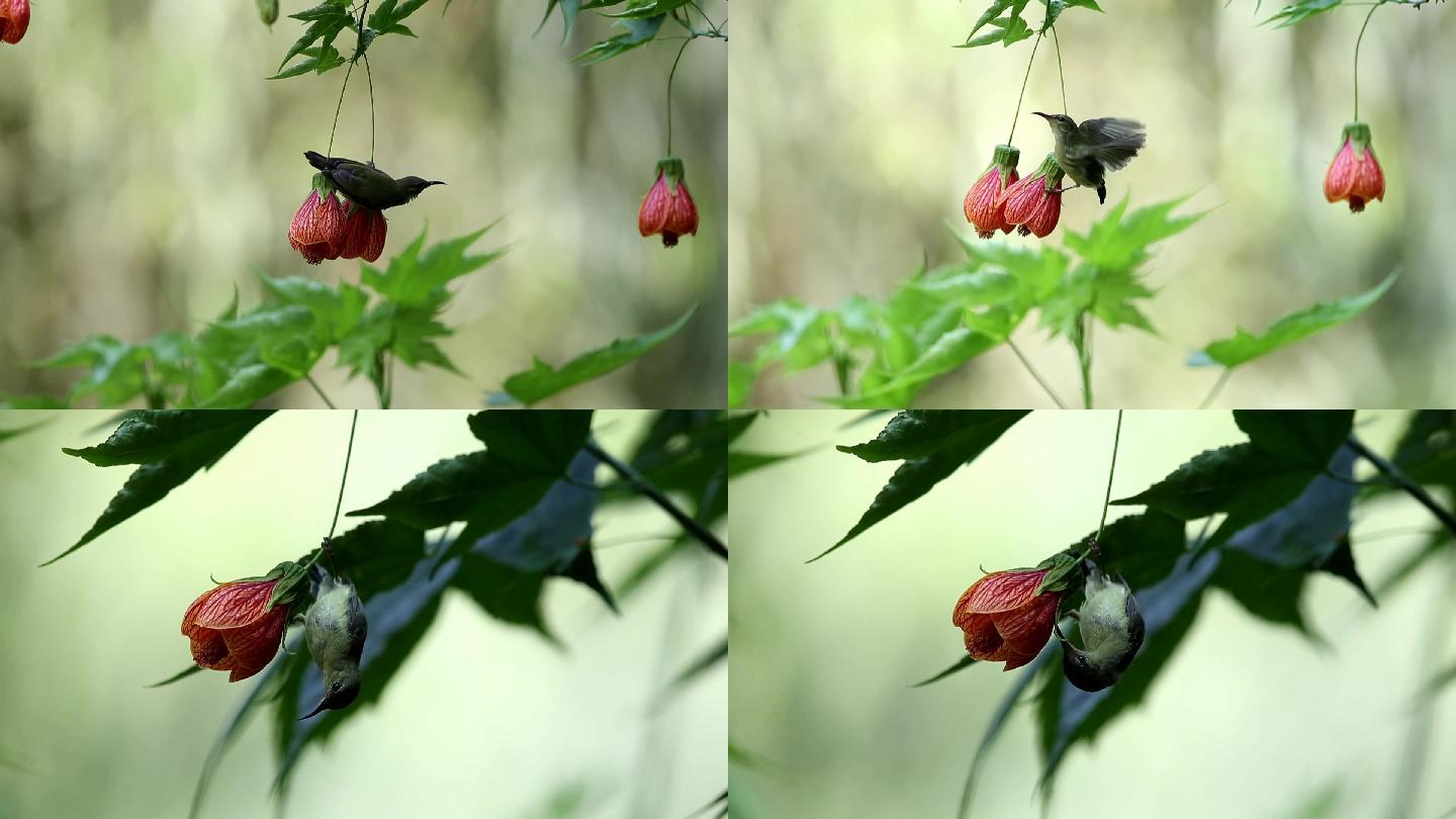 灯笼花上的太阳鸟素材