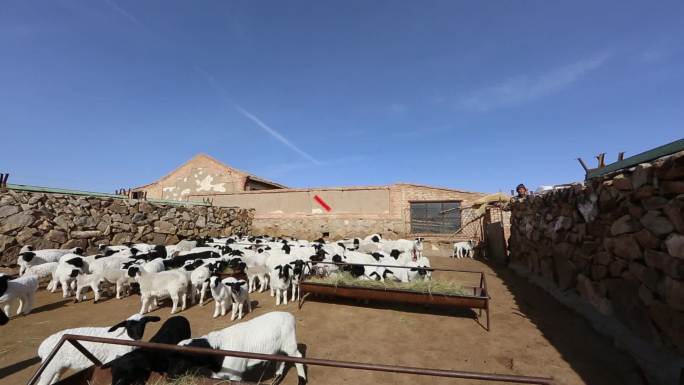 内蒙古牧区羊圈羊羔轨道