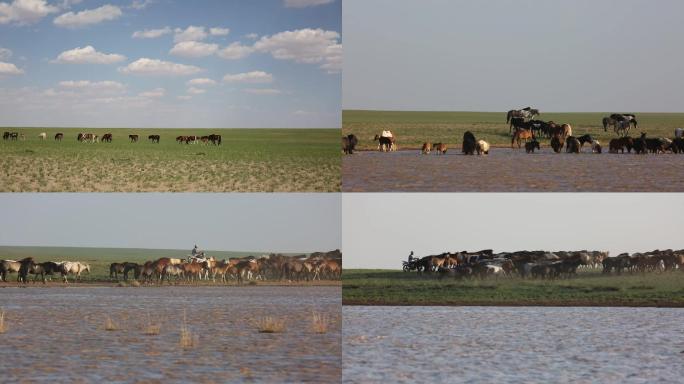 内蒙古草原牧区马群饮水