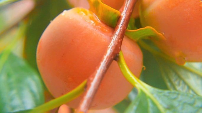 实拍雨中成熟的柿子