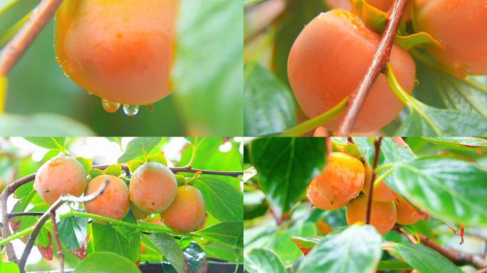 实拍雨中成熟的柿子