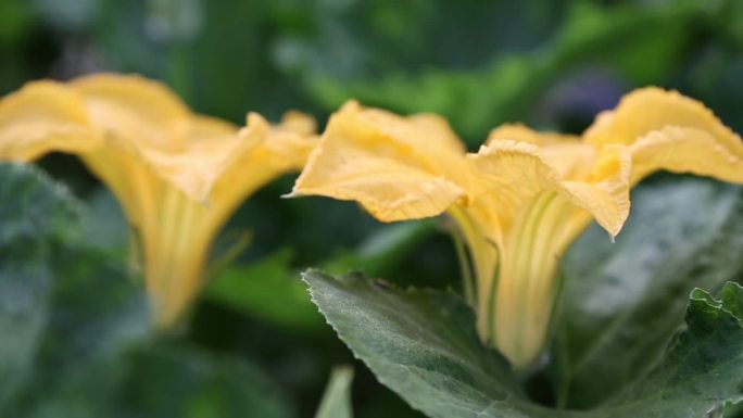 瓜花酿客家美食摘瓜花