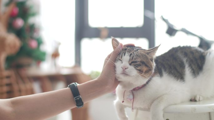 室内逗猫，宠物猫咪带圣诞场景4k视频素材