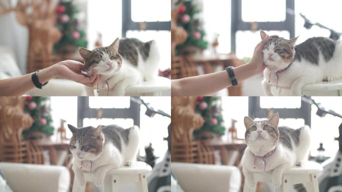 室内逗猫，宠物猫咪带圣诞场景4k视频素材