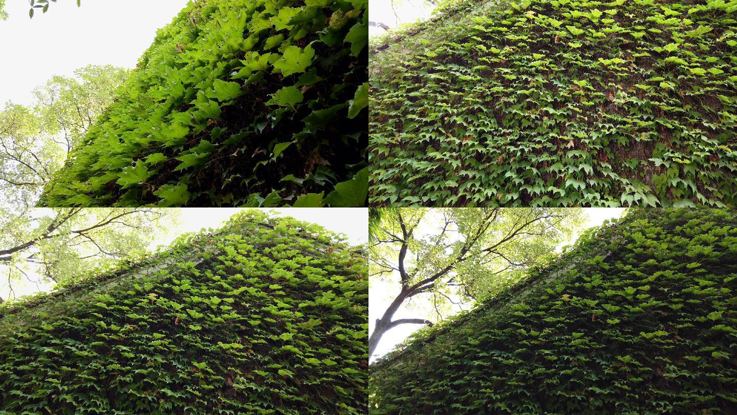 【原创】4k植物夏季墙壁爬墙虎叶子爬山虎