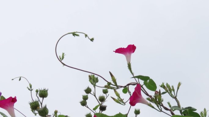 牵牛花与青麻果