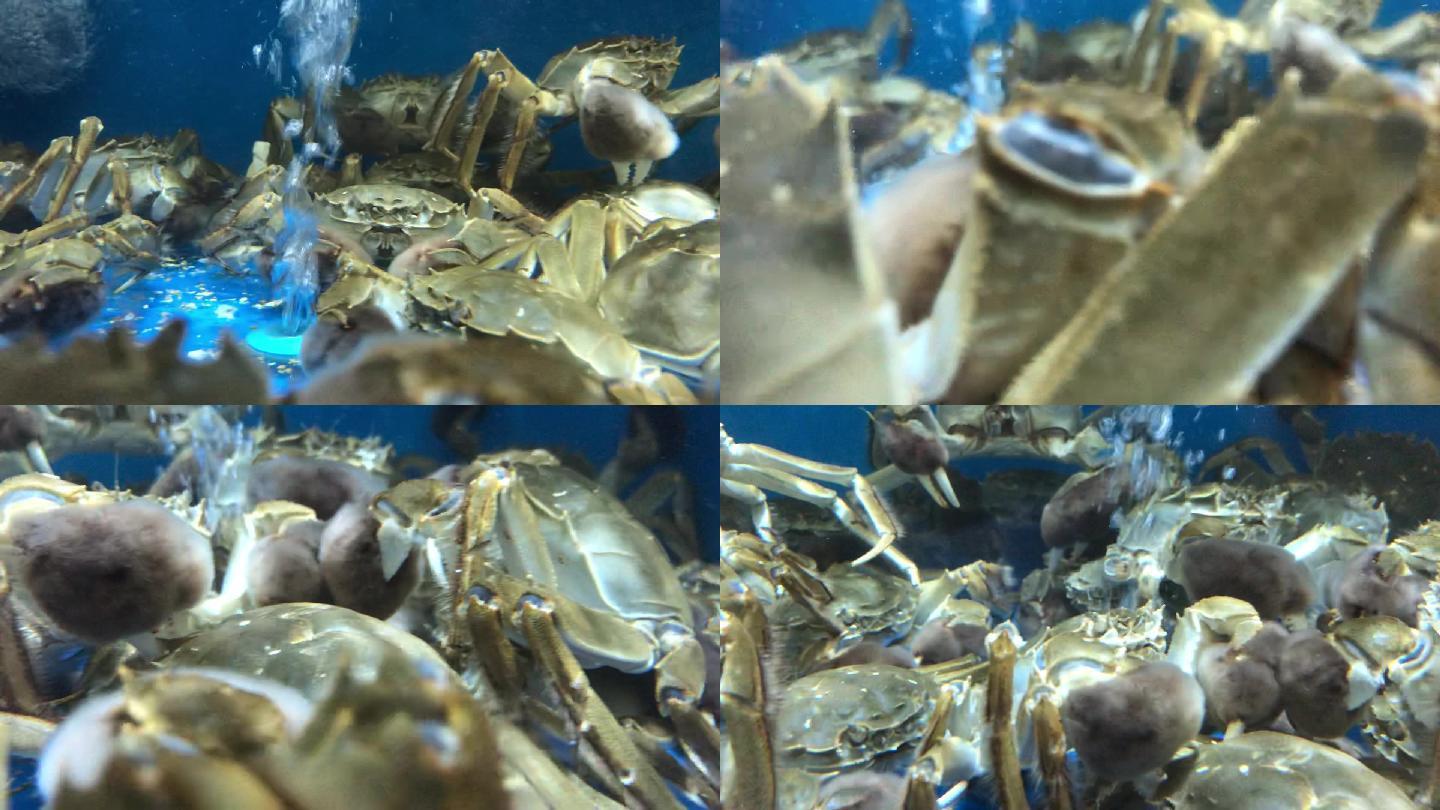 螃蟹大闸蟹蟹黄美食海鲜渔民养殖