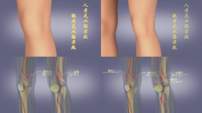 膝盖内部穴位结构