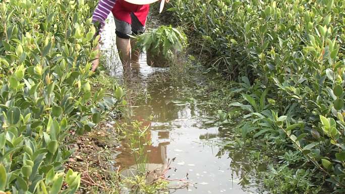 苗圃去杂除草