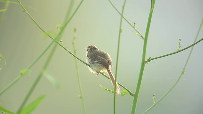 萌达达的小鸟_01