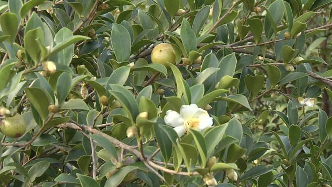 茶油树茶油果土质02