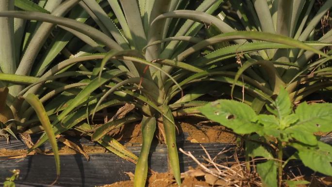 菠萝地表植物根茎镜头实拍