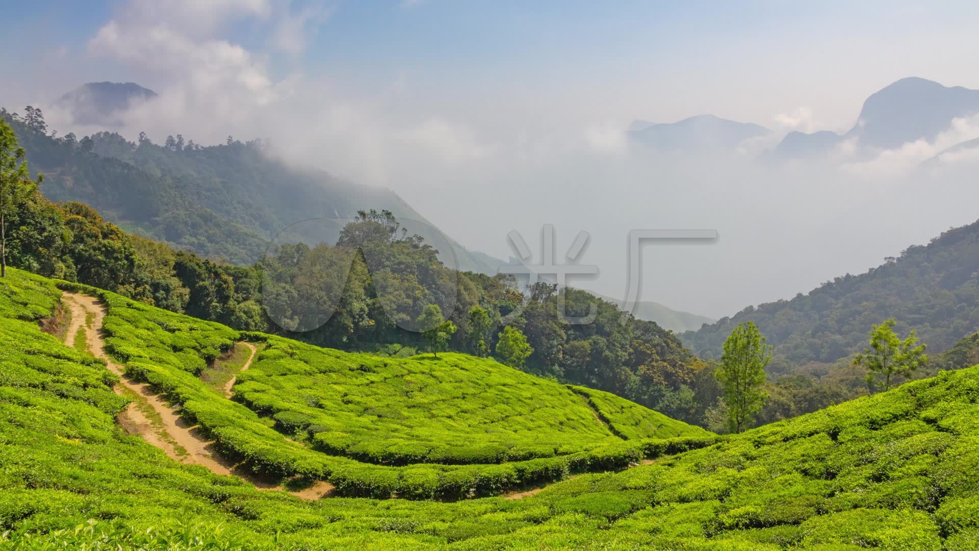 印度山茶园唯美空境山坡茶叶茶田
