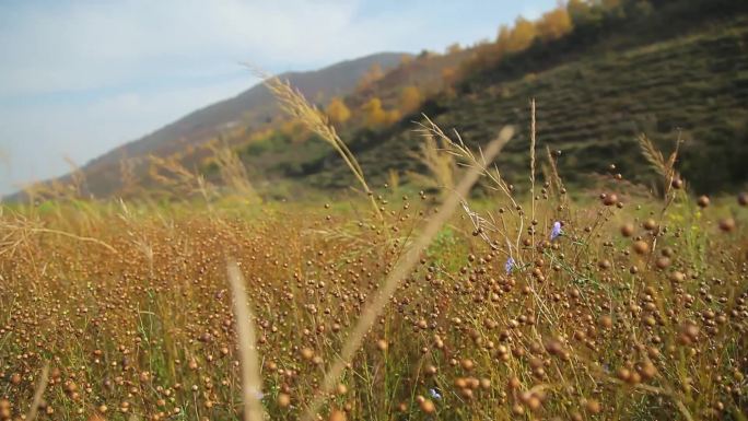 神池成熟胡麻植株胡麻地亚麻耔