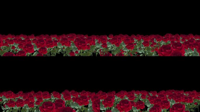 红玫瑰玫瑰花海无缝循环-alpha通道