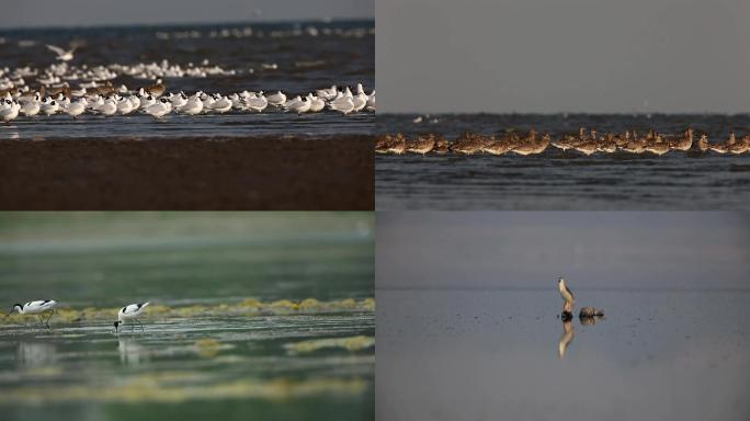 湿地上不同种类的水鸟视频素材