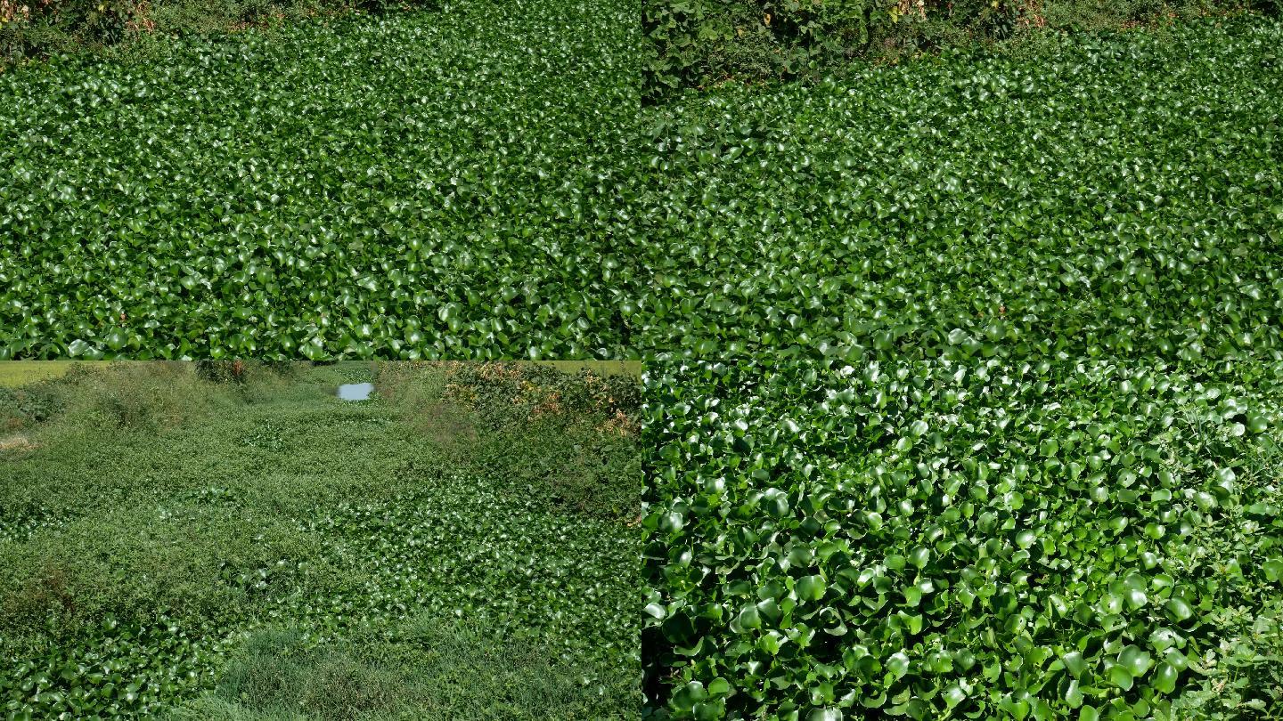 水葫芦堵塞河道 外来生物入侵