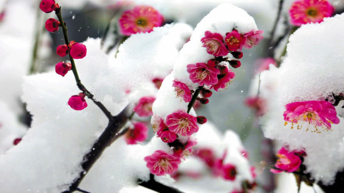 梅花雪背景