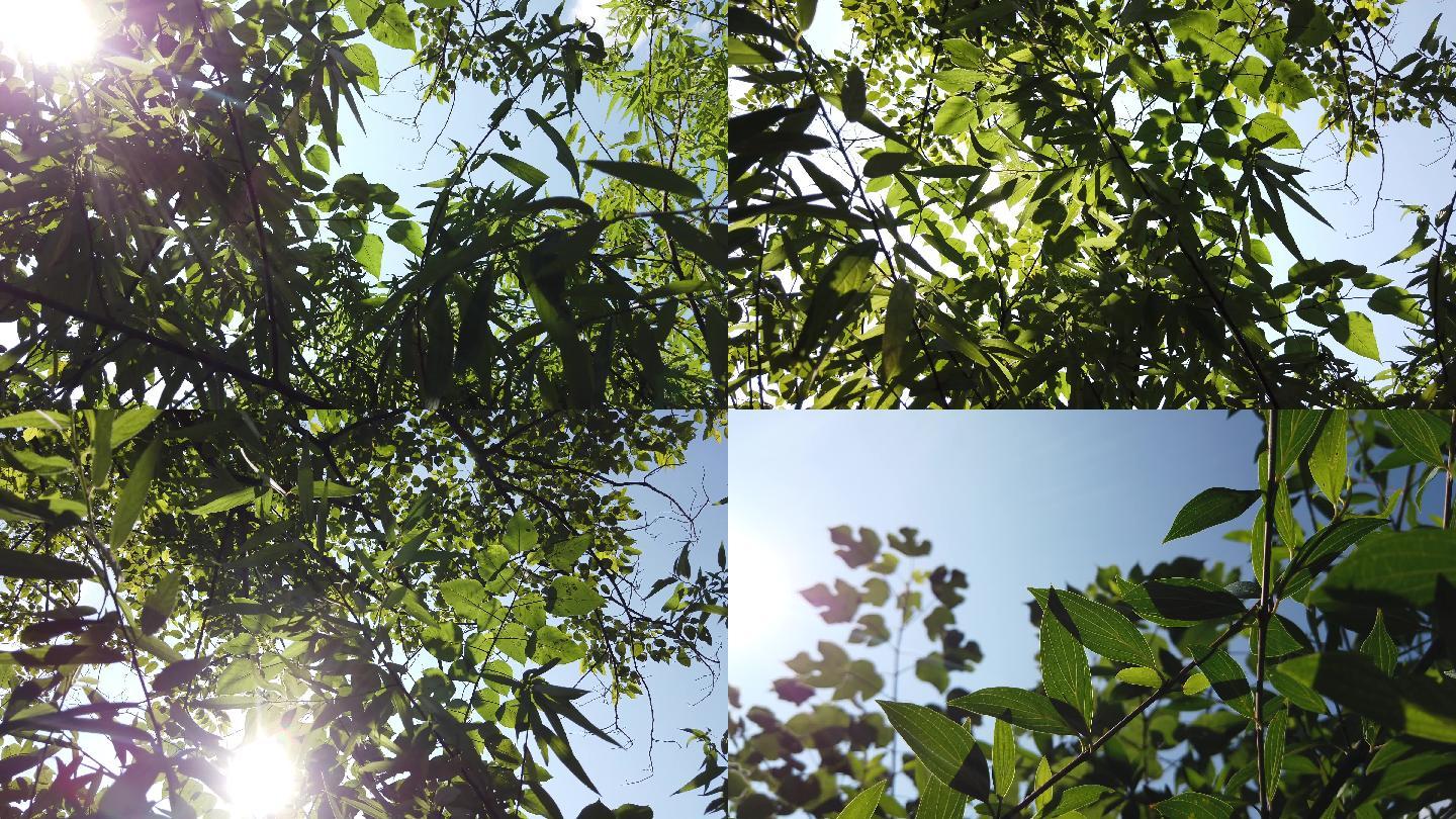 【原创】4k竹林树叶阳光穿透剪影