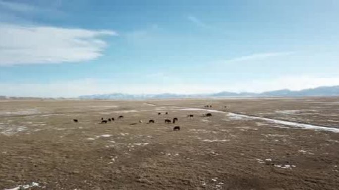 祁连山下牧马群马吃草雪山草地超低空航拍