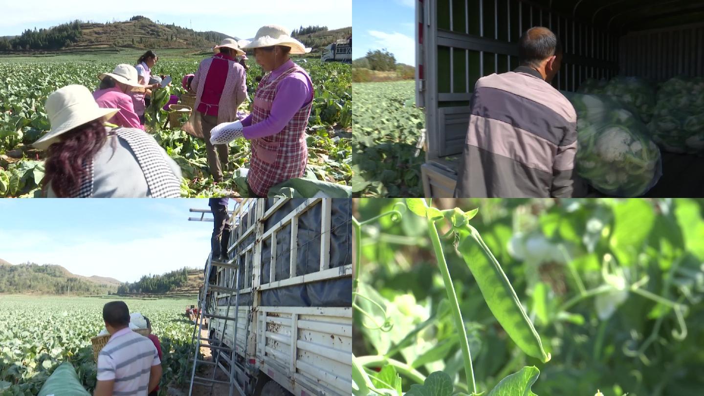 蔬菜基地农民收菜