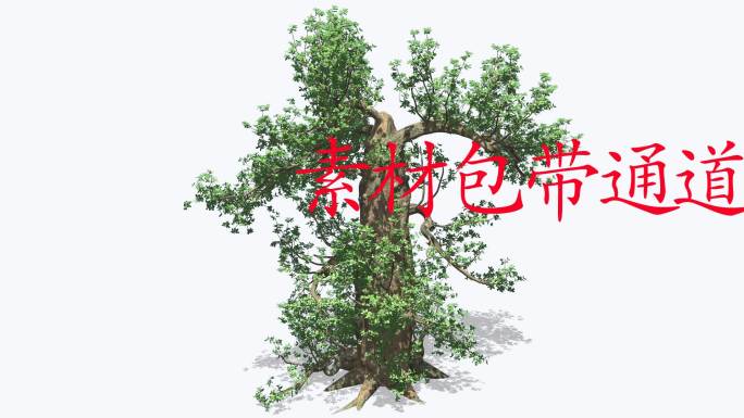 树木摇曳动画带通道--老树发新芽