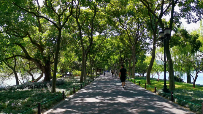 4K苏堤-林荫道路-绿色道路-城市自然