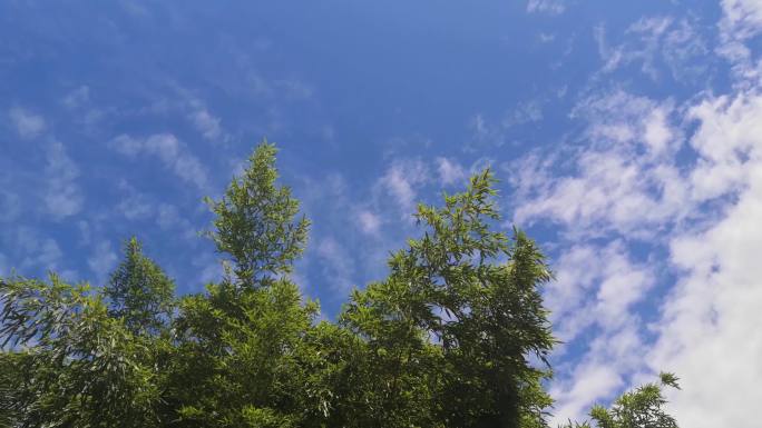 4K蓝天白云天空下的竹林