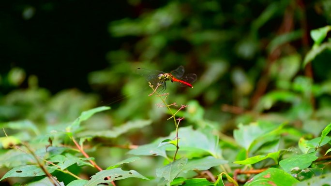 森林里虫子红蜻蜓树木高清画面