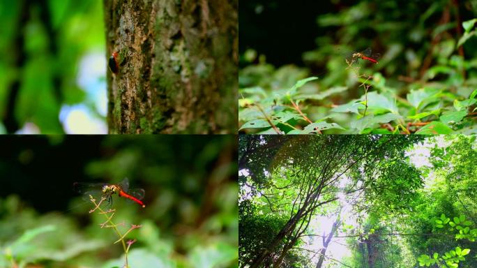 森林里虫子红蜻蜓树木高清画面