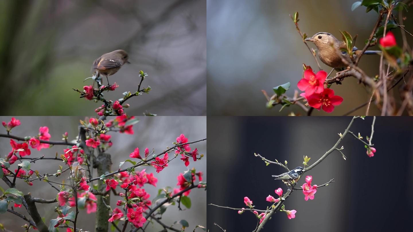 鸟儿在花中游视频素材