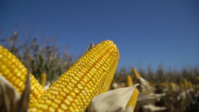玉米近景变向天空空境农田农业