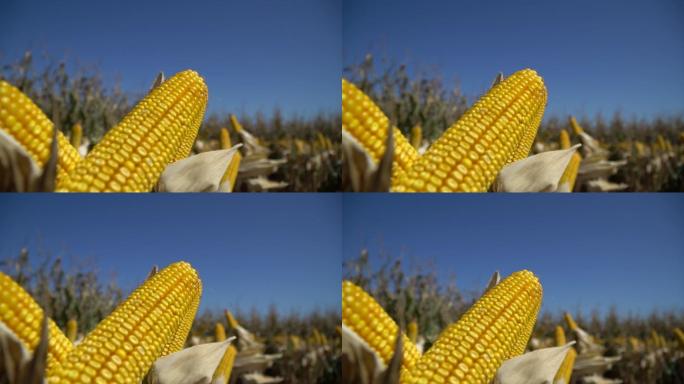玉米近景变向天空空境农田农业