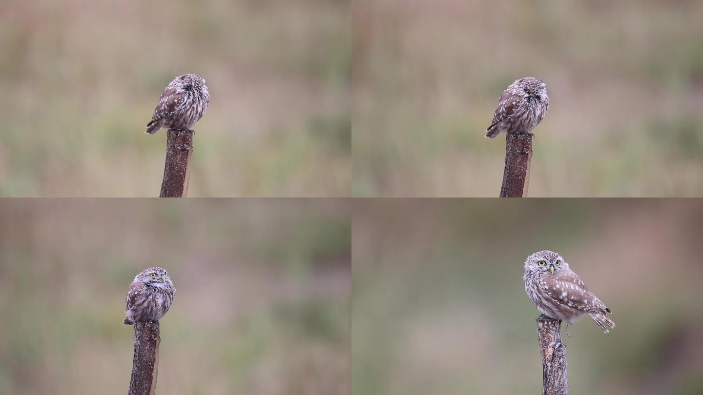 草原上的纵纹腹小鸮视频素材小猫头鹰