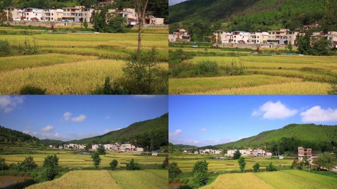 8组贵州农村稻田远景