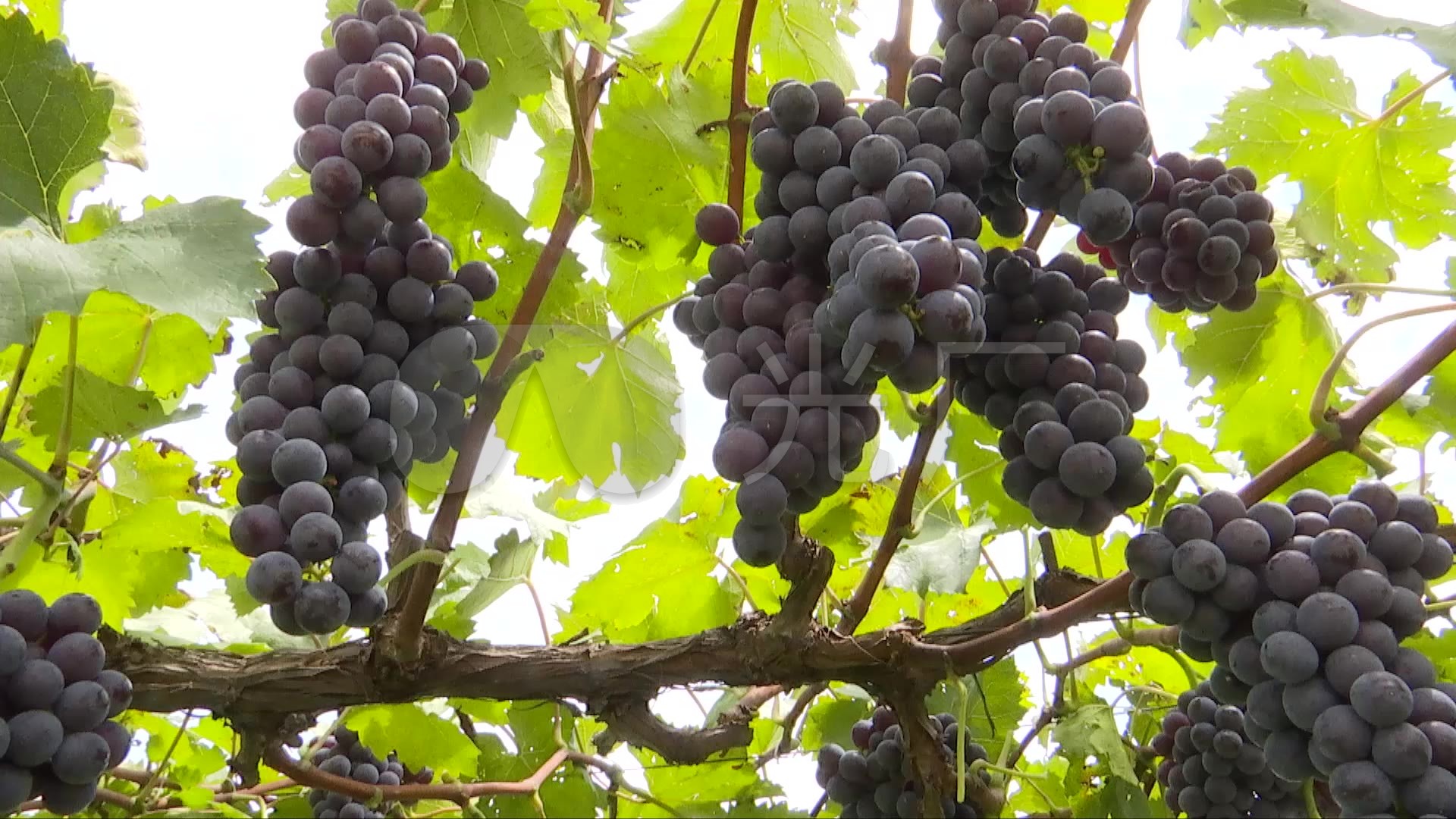 Free Images : grapevine family, seedless fruit, vitis, flowering plant, produce, sultana, grape ...