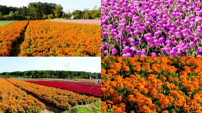 花海、各种花卉 01