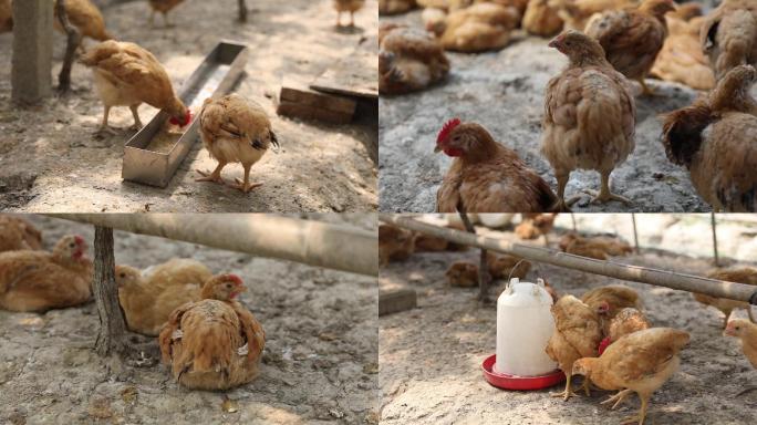 土鸡笨鸡散养鸡农家生态果林农场草鸡走地鸡