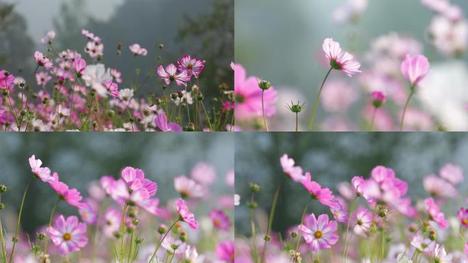 【原创】4k植物西藏格桑花蜜蜂高原花