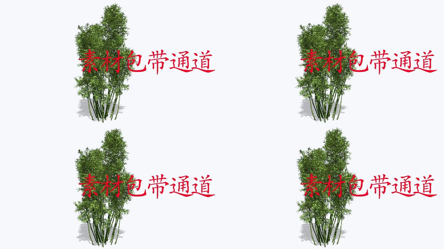 植物摇曳动画带通道--一丛竹子