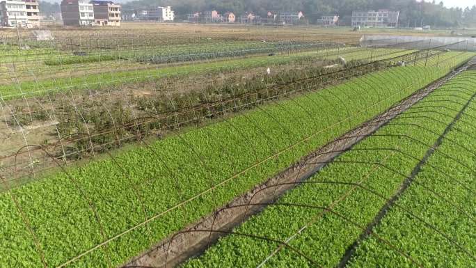 蔬菜种植大棚蔬菜苗木茶叶农业基地田野风光