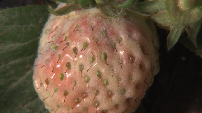 草莓白粉病果花的症状
